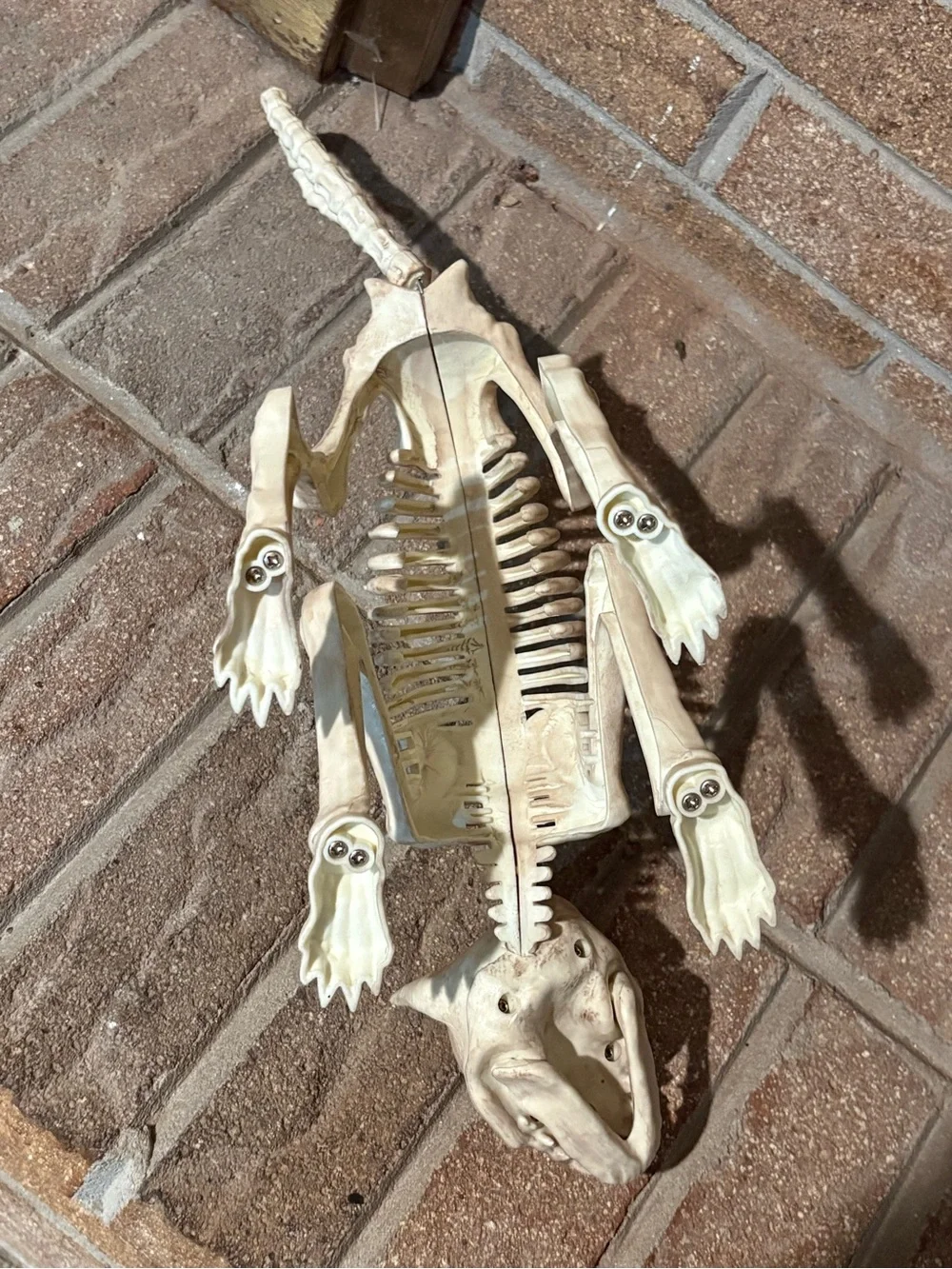 Crazy bonez Seasons cat skeleton Halloween props scary